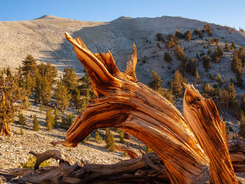 Ancient bristlecone pine study 5