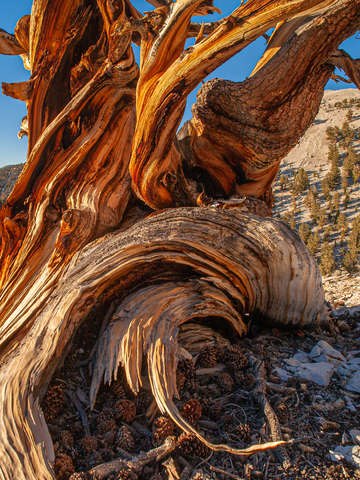Ancient bristlecone pine study 6