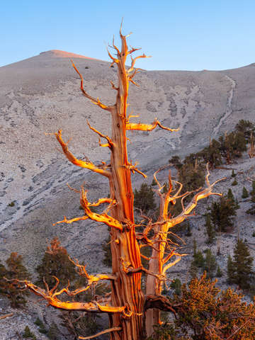 Ancient bristlecone pine study 7