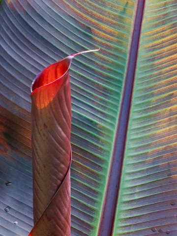 Canna lily 1