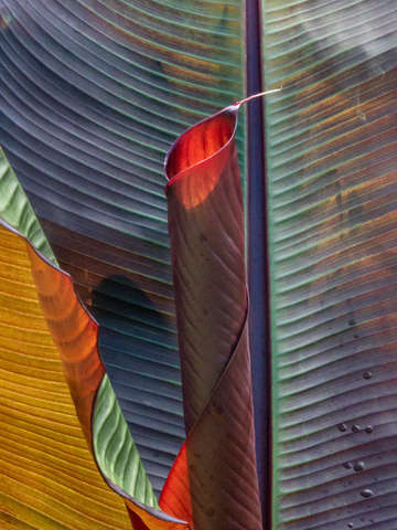 Canna lily 2