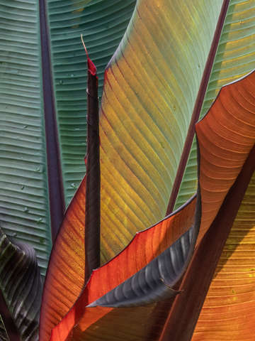 Canna lily 3