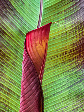 Canna lily 4