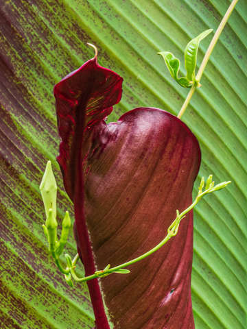 Canna lily 5