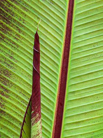 Canna lily 6