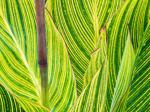 Canna lily 7