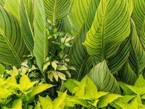Canna lily 8