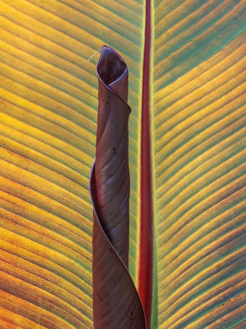Canna lily 9