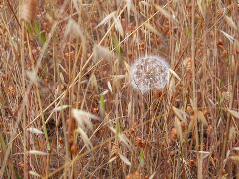 Dandelion puff on mt tam