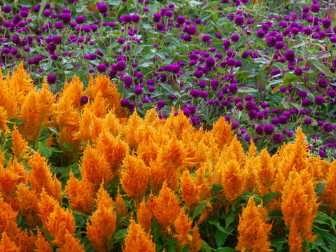 Autumn garden in maine 1