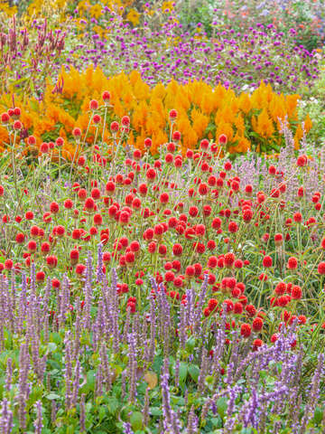 Autumn garden in maine 2