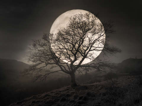 Harvest moon i