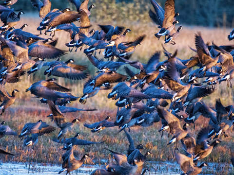 Mass take off