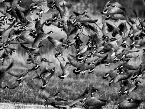 Black and white flock of geese