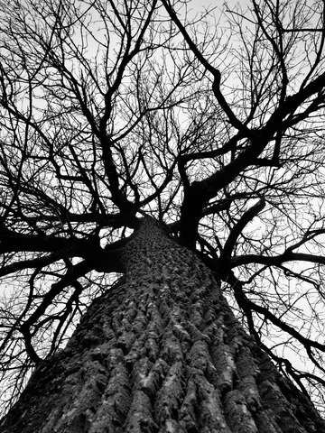 Giant cottonwood tree in winter