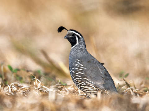 California quail 2