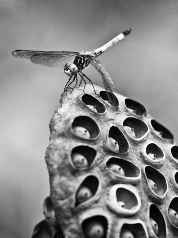 Dragonfly posing on a lotus seed pod