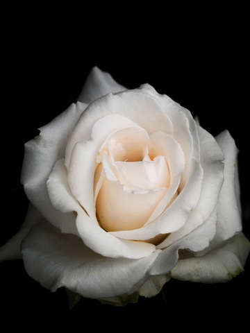 Pale white rose