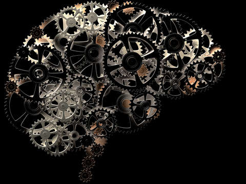 Human brain