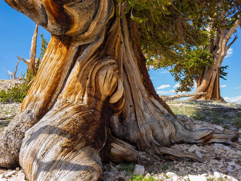 Ancient bristlecone pine study 9