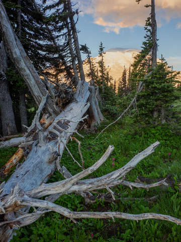 Mount rainier dawn