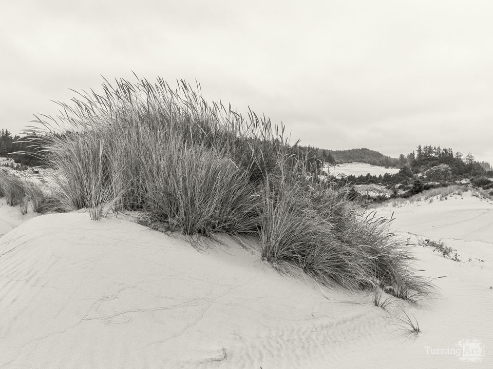 Seashore textures 1