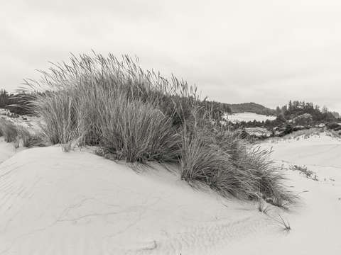 Seashore textures 1