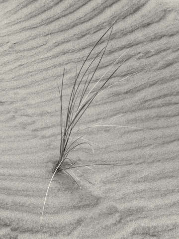 Seashore textures 2