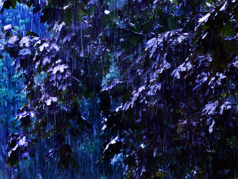 Rain reign