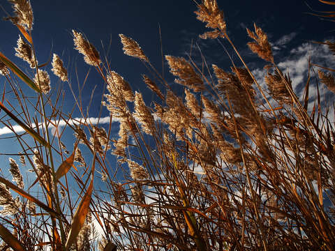Reeds