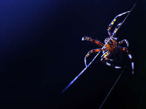 Spider