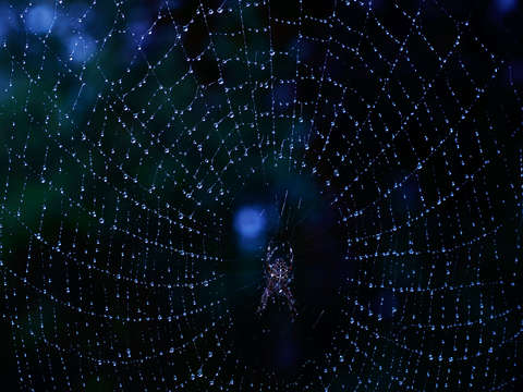 Spiders reign