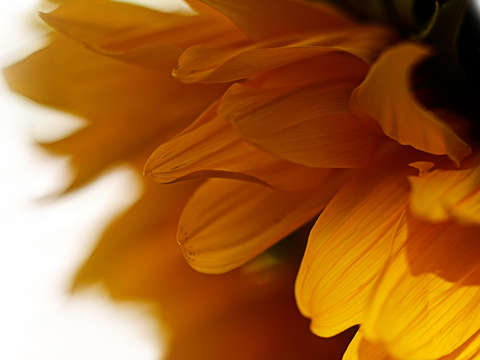 Sunflower 8