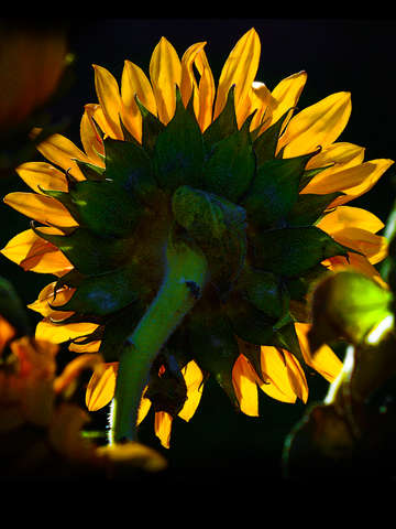 Sunflower 3
