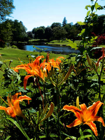The park