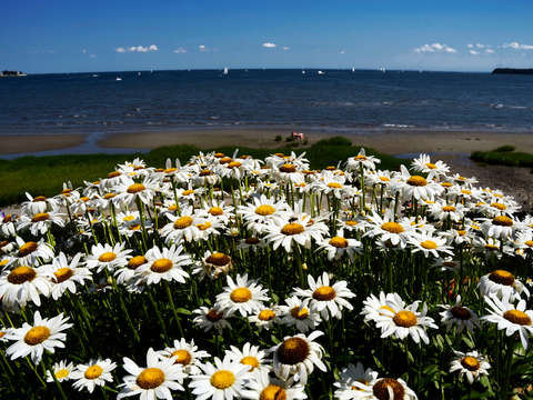 The shoreline