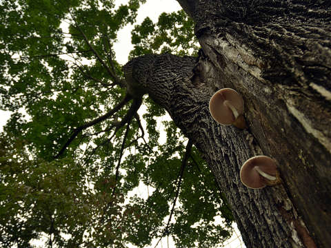 Tree trunk