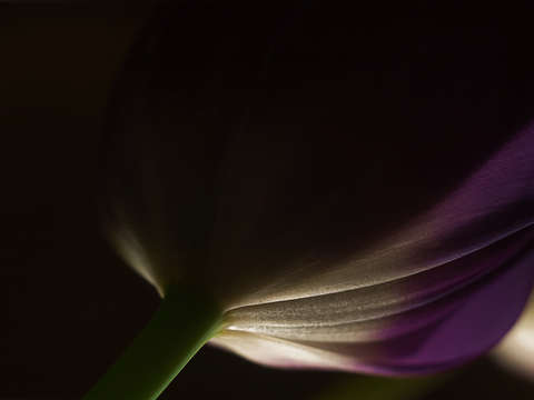 Tulip 3