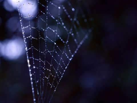 Violet web