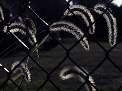 Neighbors fence