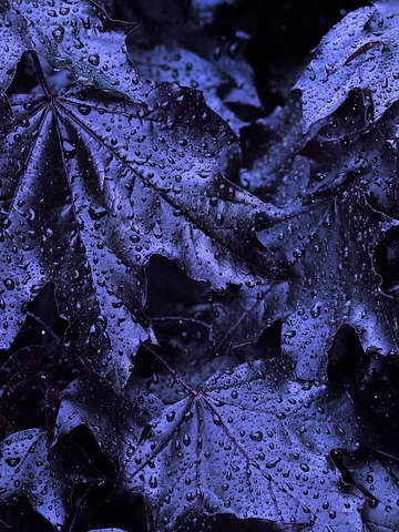 Purple leaves