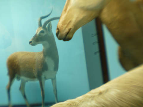 Antelopes