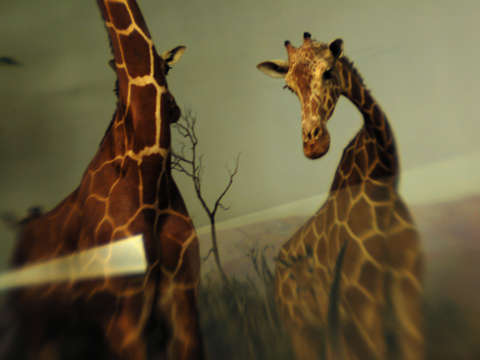 Giraffes