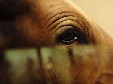 Horse head