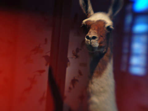 Llama 2