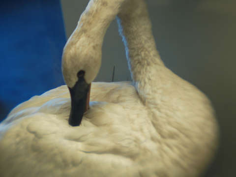 Swan 2