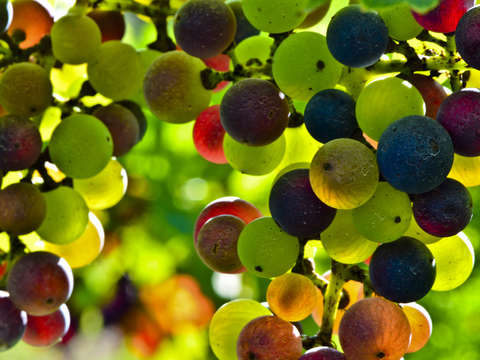 Veraison
