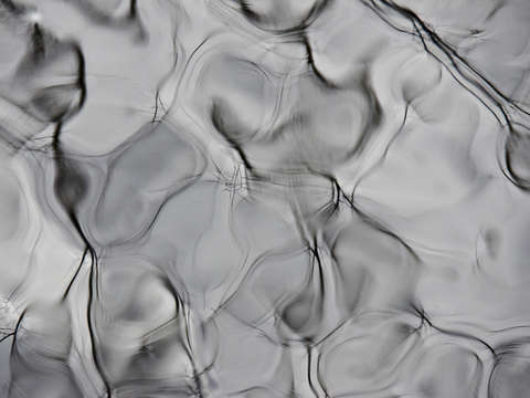 Waterline xxv