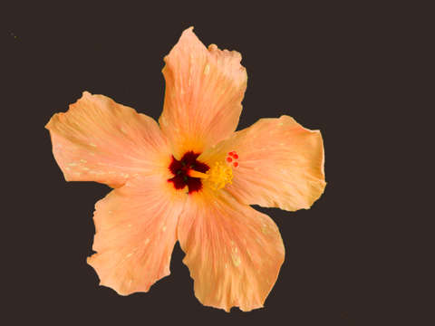 Orange hibiscus