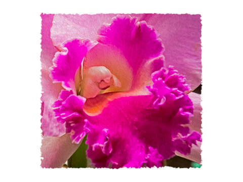 Orchid center
